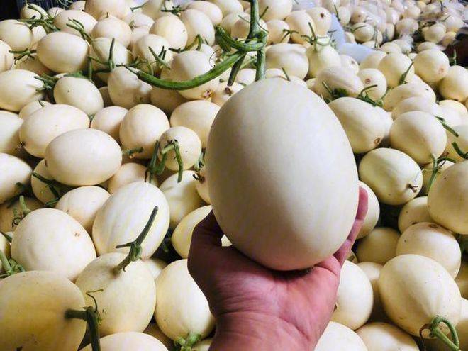 Cucumber cultivation techniques