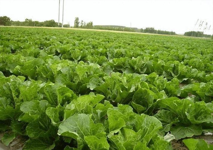 Summer cabbage growing techniques