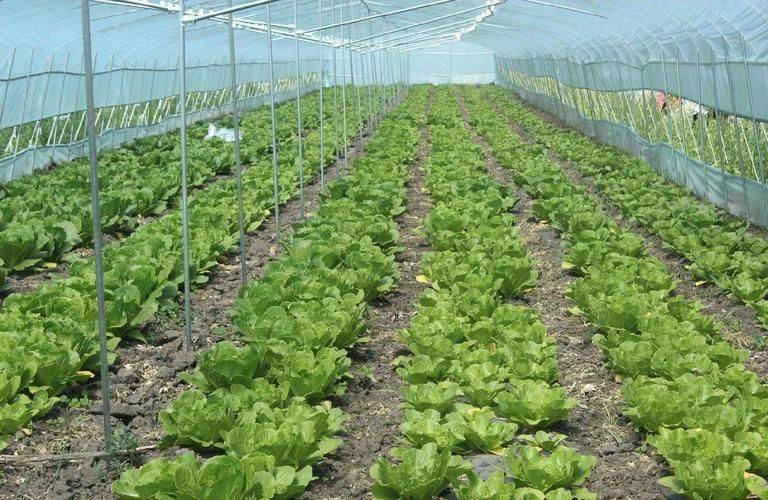 Summer cabbage growing techniques