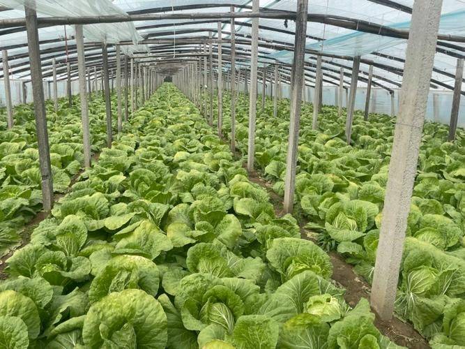 Summer cabbage growing techniques