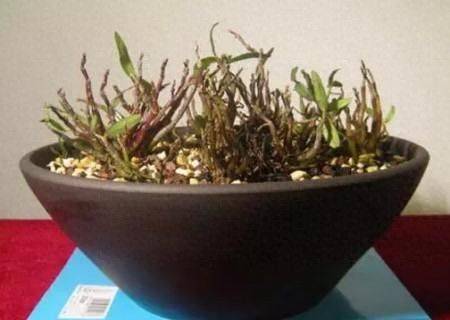 Pyrestone pelvis cultivation methods
