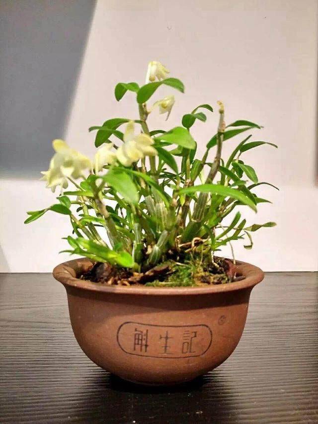Pyrestone pelvis cultivation methods