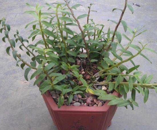Pyrestone pelvis cultivation methods