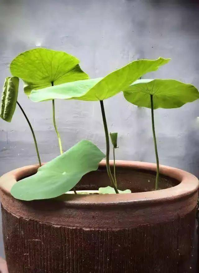A map of the way the lotus grow