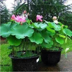 A map of the way the lotus grow