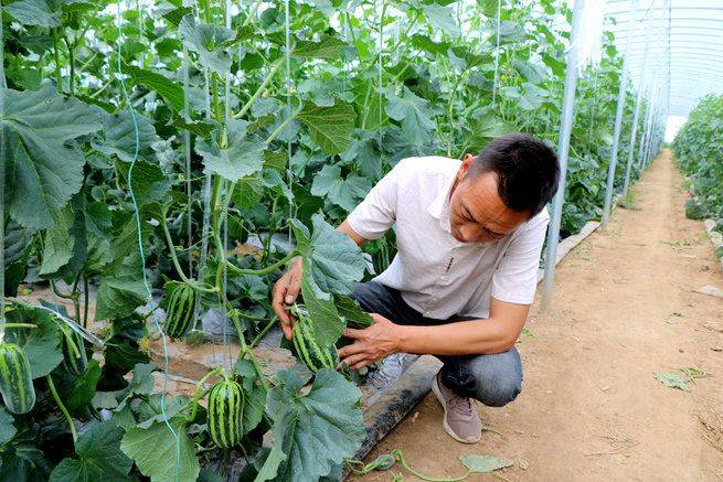 Video of the technique of tomato cultivation in the field