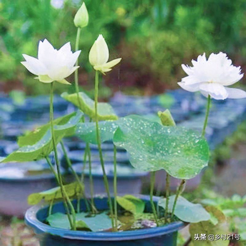 A map of the way the lotus grow