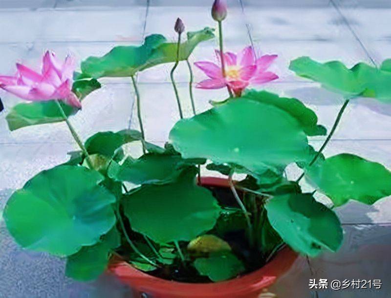 A map of the way the lotus grow