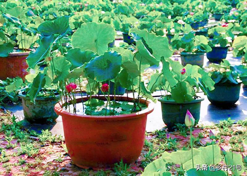 A map of the way the lotus grow