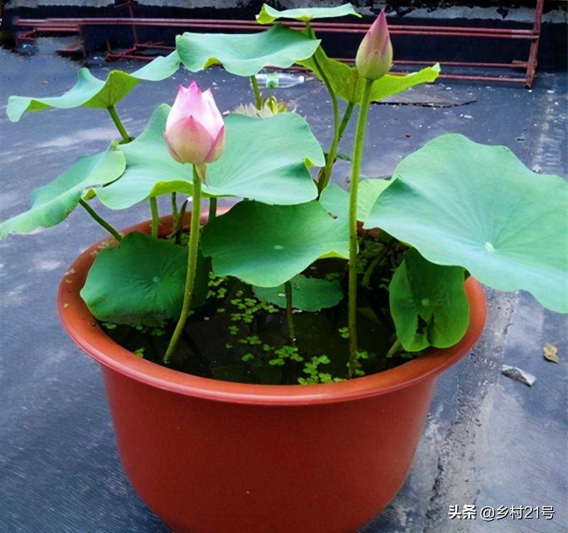 A map of the way the lotus grow