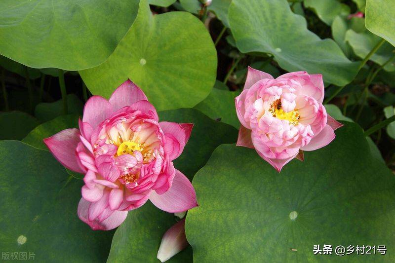 A map of the way the lotus grow