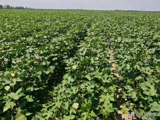 Technology for cotton cultivation