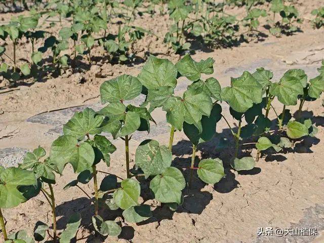 Technology for cotton cultivation