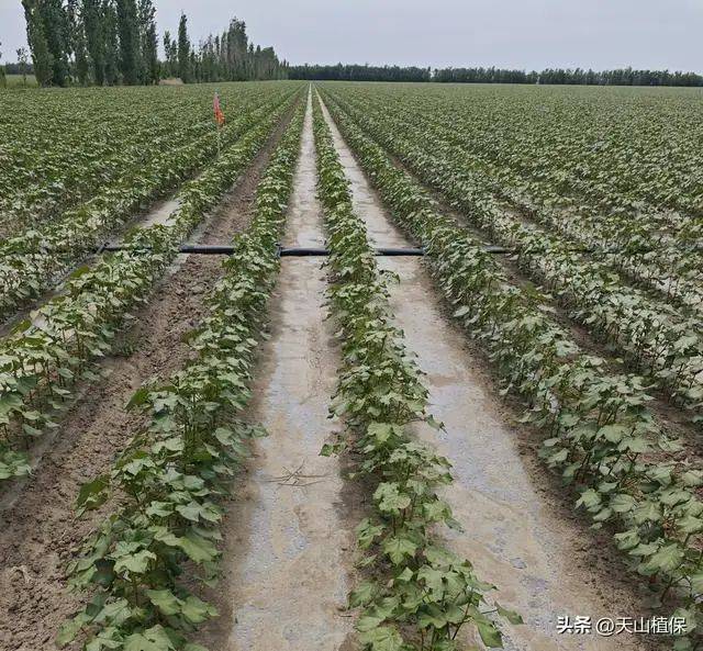 Technology for cotton cultivation