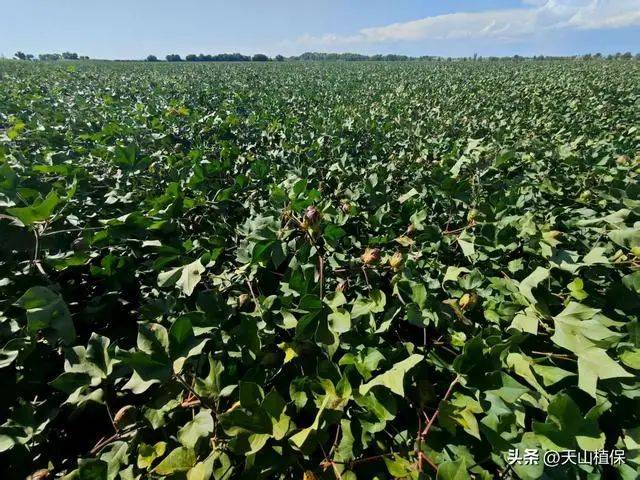 Technology for cotton cultivation