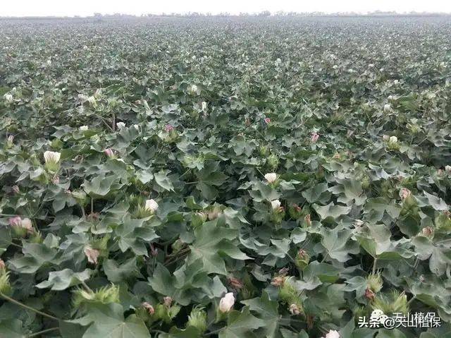 Technology for cotton cultivation