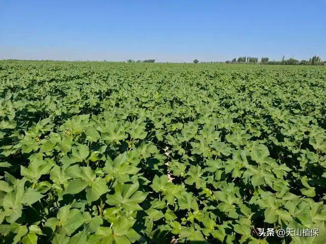 Technology for cotton cultivation