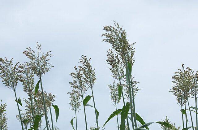 Sugar cane cultivation methods and times