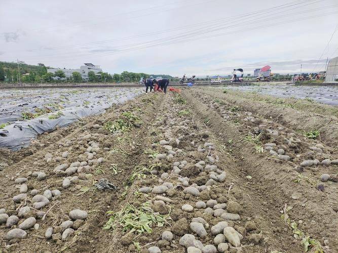 Potato farming techniques