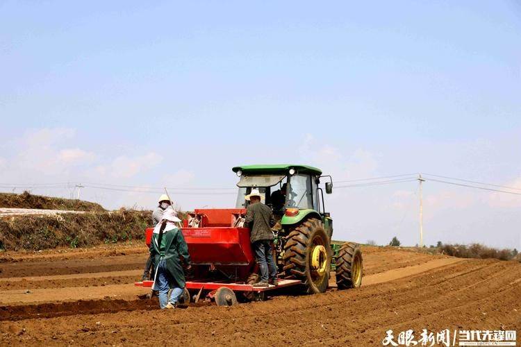 Potato farming techniques