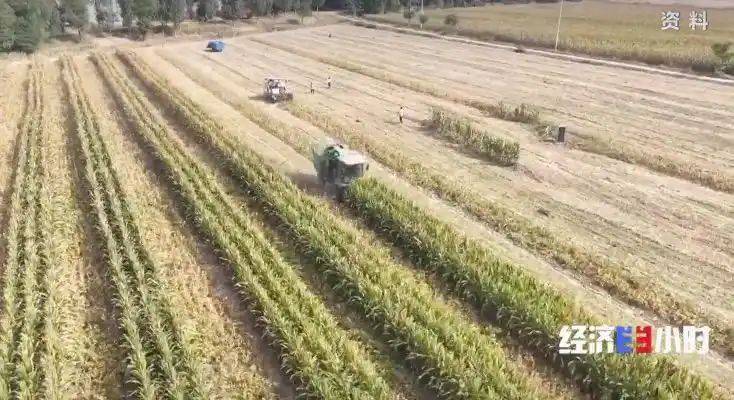 Potato farming techniques