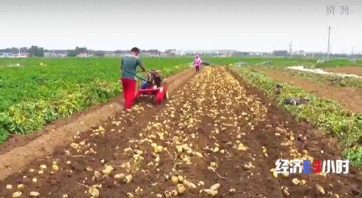 Potato farming techniques