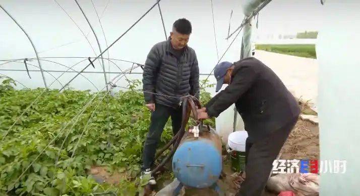 Potato farming techniques