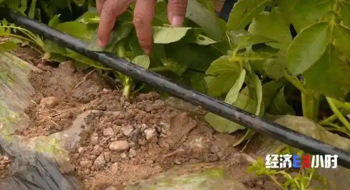 Potato farming techniques