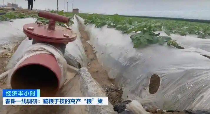 Potato farming techniques
