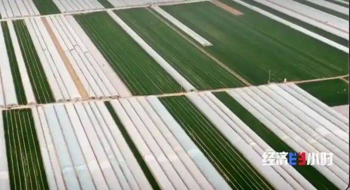 Potato farming techniques