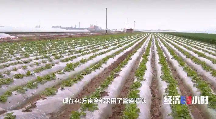 Potato farming techniques