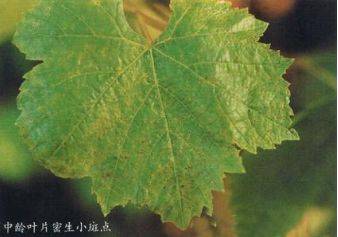 Technology for white banana grape cultivation