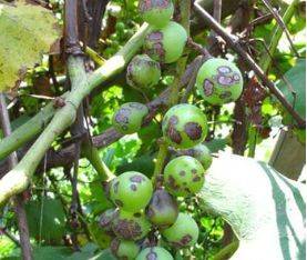 Technology for white banana grape cultivation