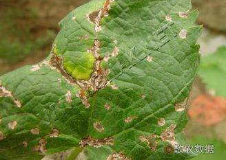 Technology for white banana grape cultivation