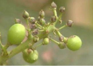 Technology for white banana grape cultivation