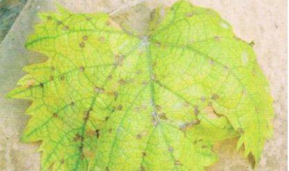 Technology for white banana grape cultivation
