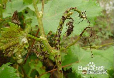 Technology for white banana grape cultivation