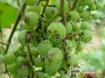 Technology for white banana grape cultivation