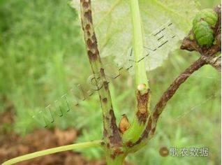 Technology for white banana grape cultivation