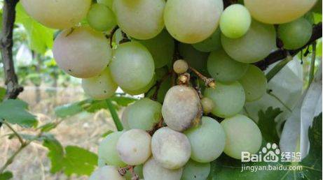 Technology for white banana grape cultivation