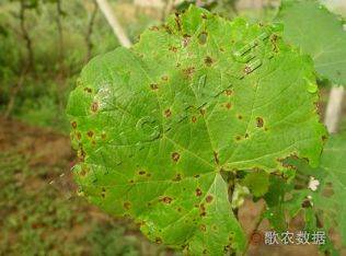 Technology for white banana grape cultivation