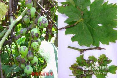 Technology for white banana grape cultivation