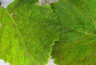 Technology for white banana grape cultivation