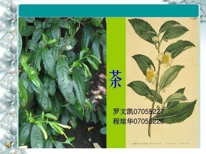 Tea basic learning materials