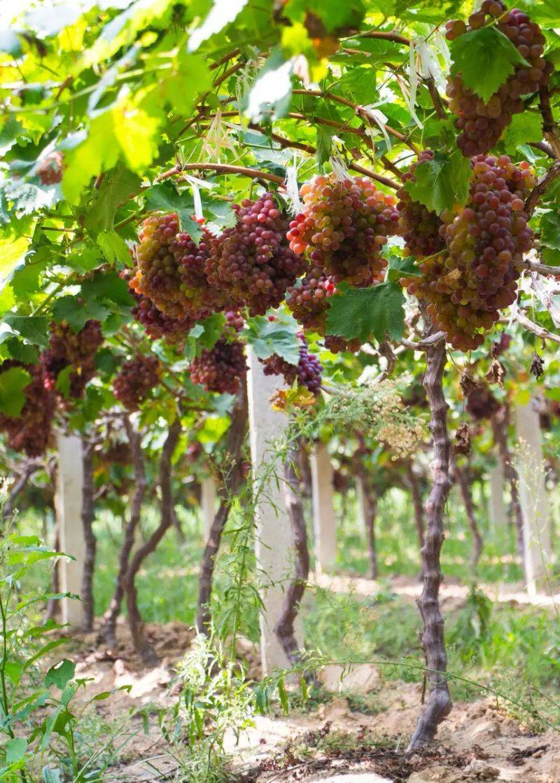 Technology for white banana grape cultivation