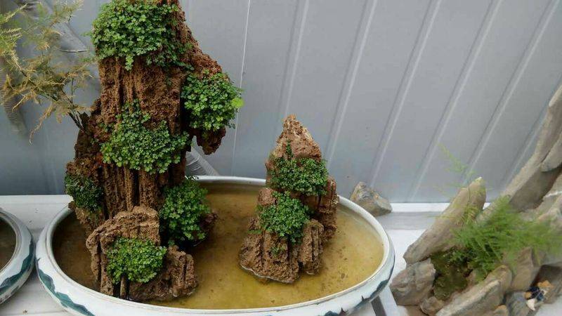 The method of family plant cultivation