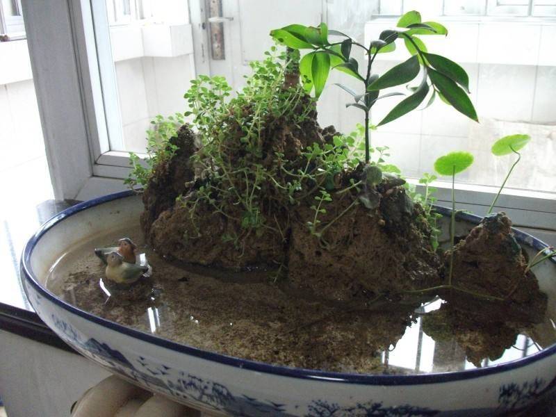 The method of family plant cultivation