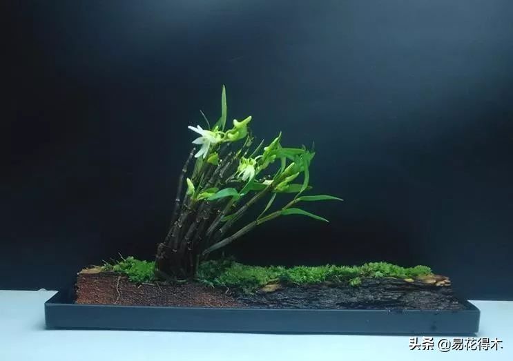 石斛家庭盆栽种植方法