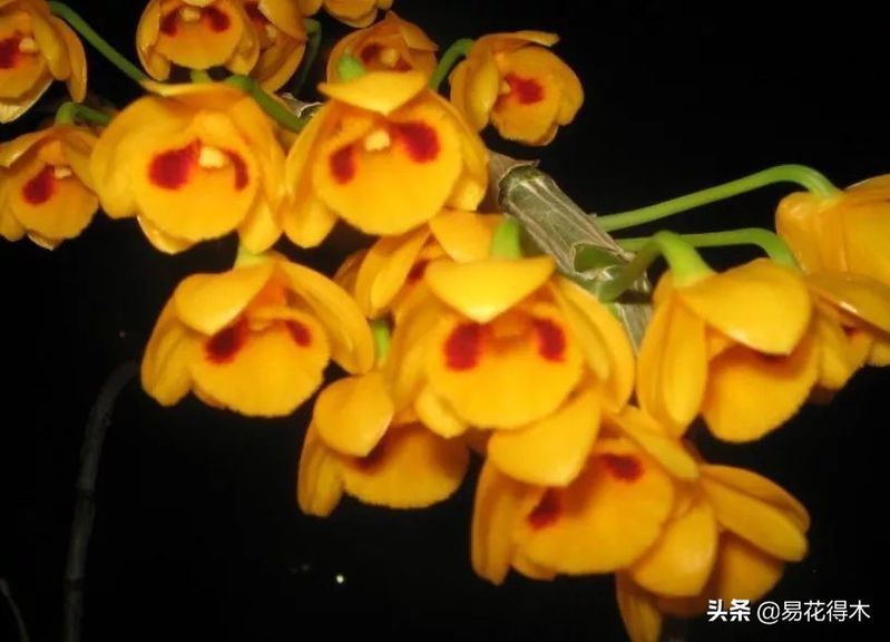 石斛家庭盆栽种植方法