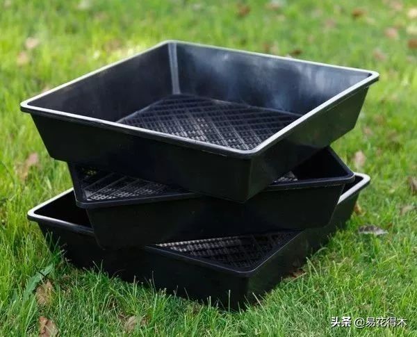 石斛家庭盆栽种植方法